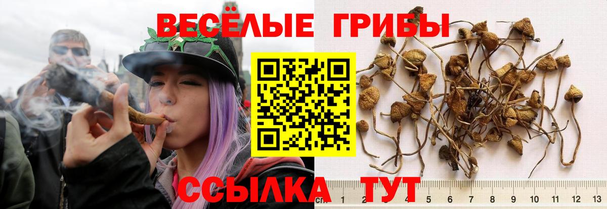 Псилоцибиновые грибы Psilocybine cubensis Благодарный